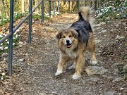60 Incontro con bel cagnolone a Piazza Martina